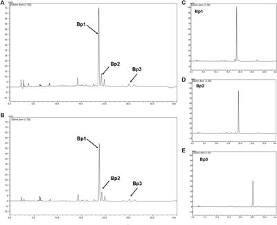 Gastric Ulcer Healing Property of Bryophyllum pinnatum Leaf Extract in Chronic Model In Vivo and Gastroprotective Activity of Its Major Flavonoid